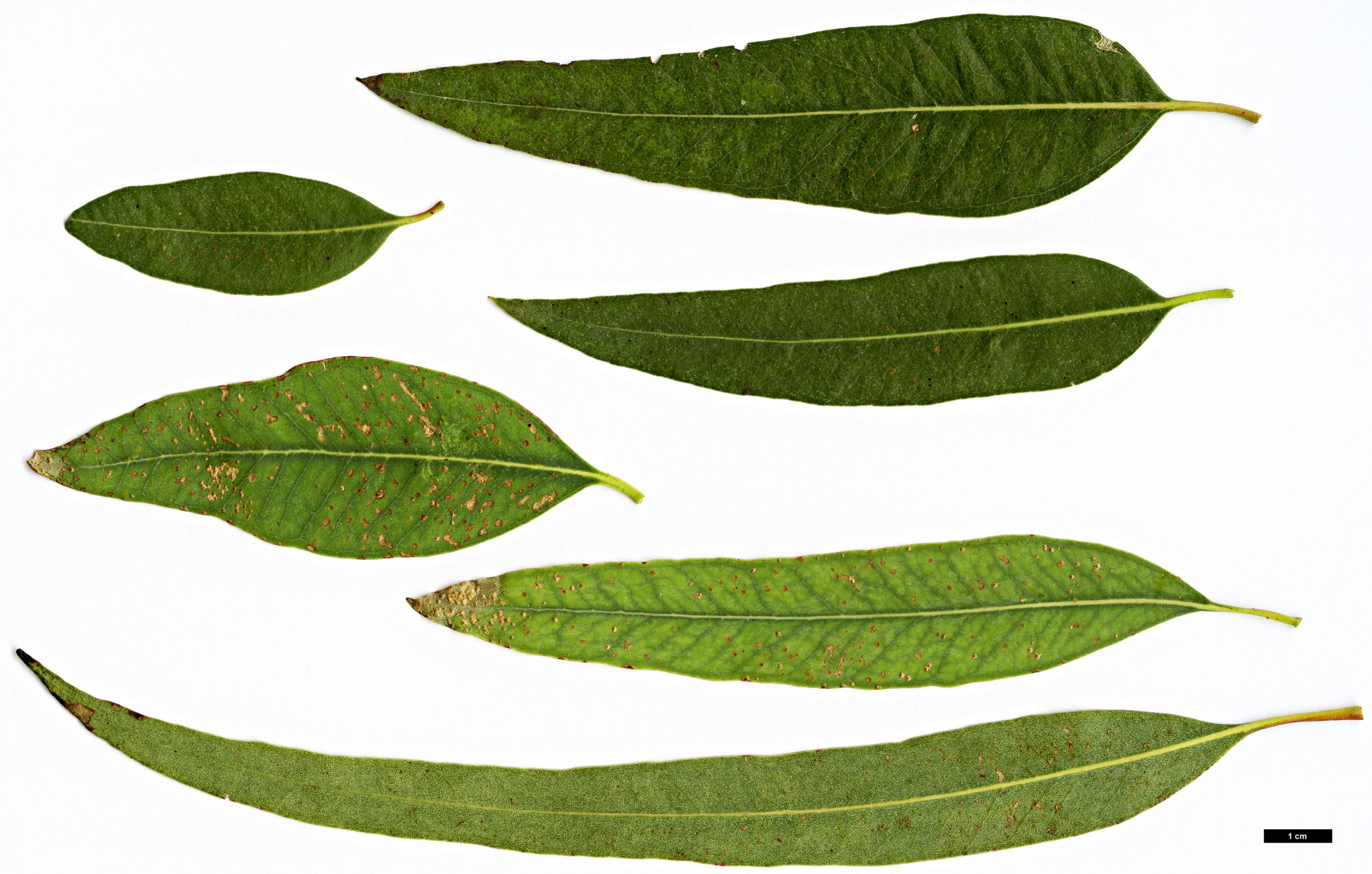 High resolution image: Family: Myrtaceae - Genus: Eucalyptus - Taxon: camaldulensis High resolution image: Family: Myrtaceae - Genus: Eucalyptus - Taxon: camaldulensis